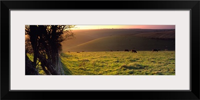 Cows grazing in a field Flixton Yorkshire Wolds England
