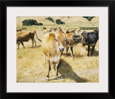 Cows grazing in a field, Sonoma County, California