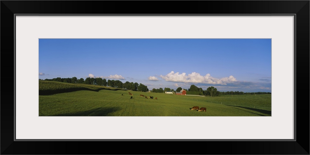 Cows grazing in a field with a barn in the background, Kent County, Michigan