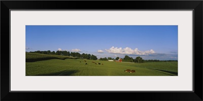 Cows grazing in a field with a barn in the background, Kent County, Michigan