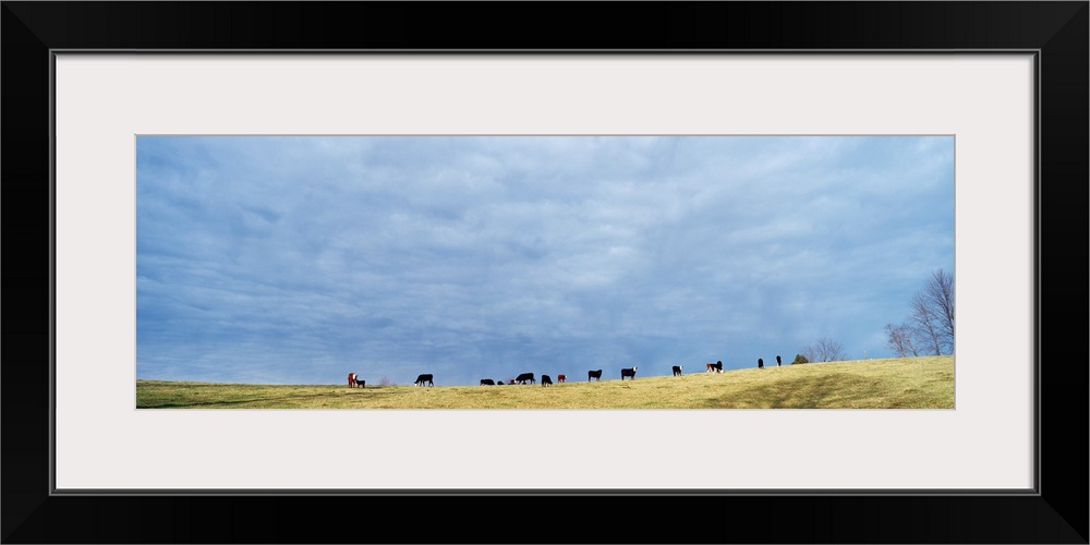 Cows in Open Field KY