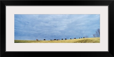 Cows in Open Field KY