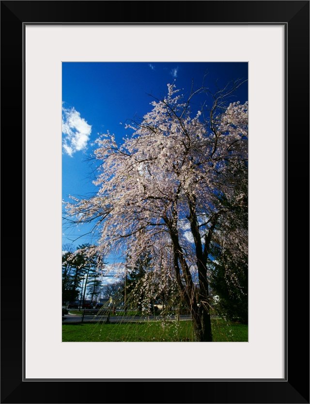 Crabapple tree (Malus sylvestris) in bloom, New York