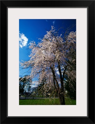 Crabapple tree (Malus sylvestris) in bloom, New York