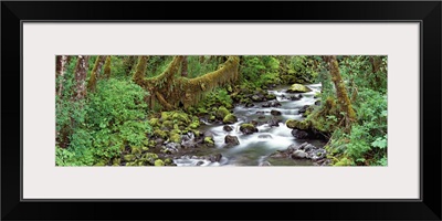 Creek Olympic National Park WA