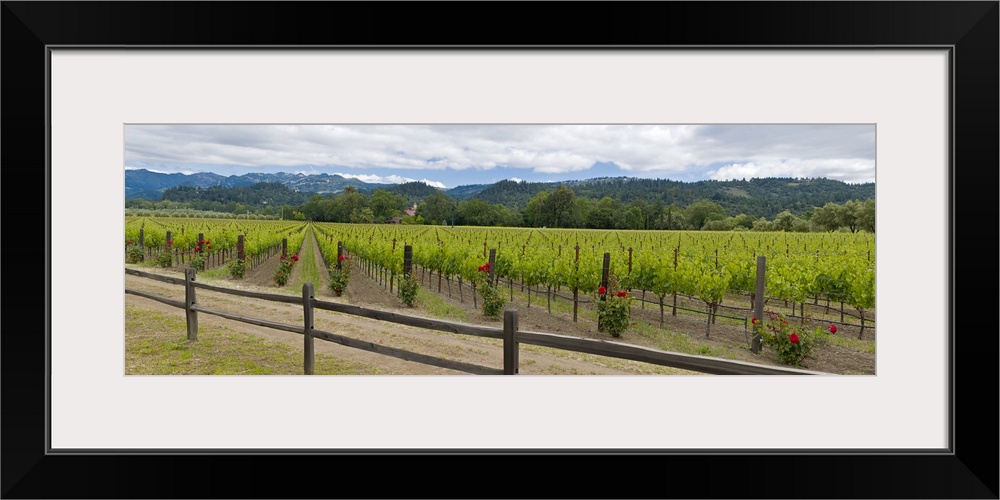 Crop in a vineyard, Napa Valley, California