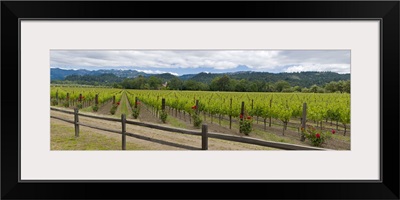 Crop in a vineyard, Napa Valley, California