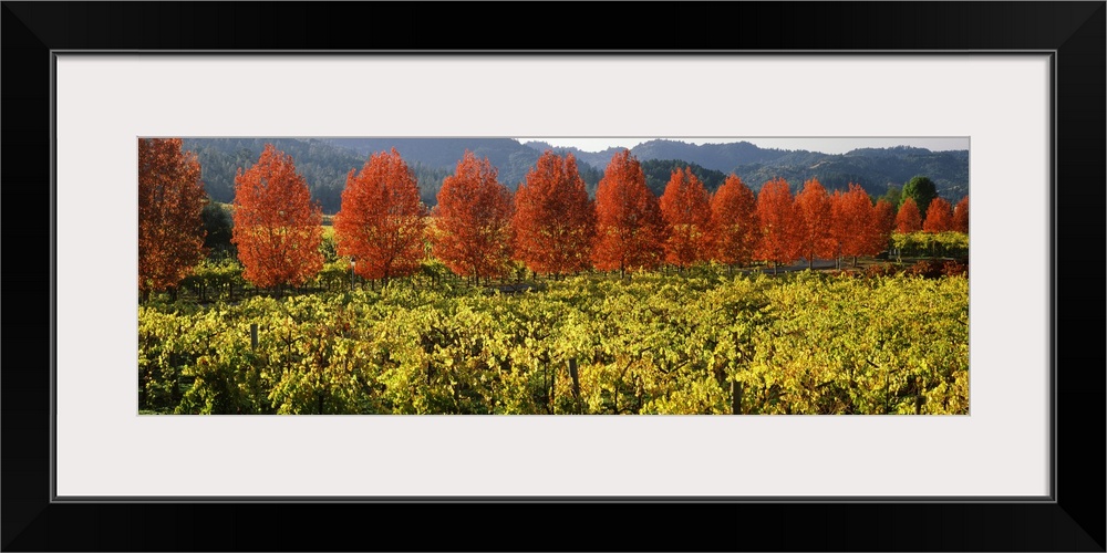 Trees in autumn colors line the edge of a field of grape vines in a valley, ready to be harvested for wine making.