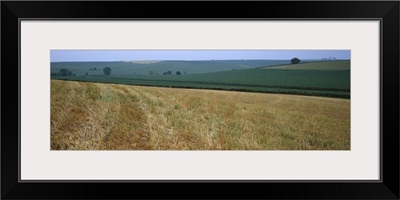 Crop on a rolling landscape, Iowa County, Iowa