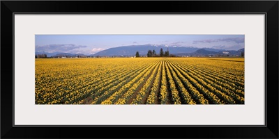 Daffodil Fields Mount Vernon WA