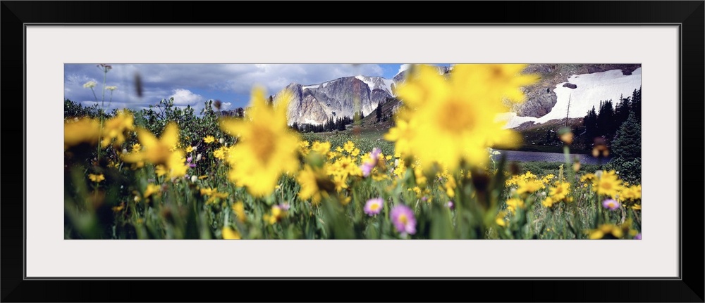 Daisies Snowy Mountain Range WY