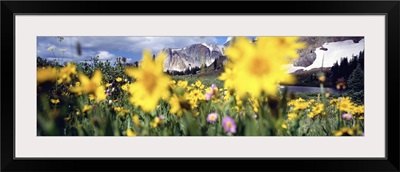 Daisies Snowy Mountain Range WY