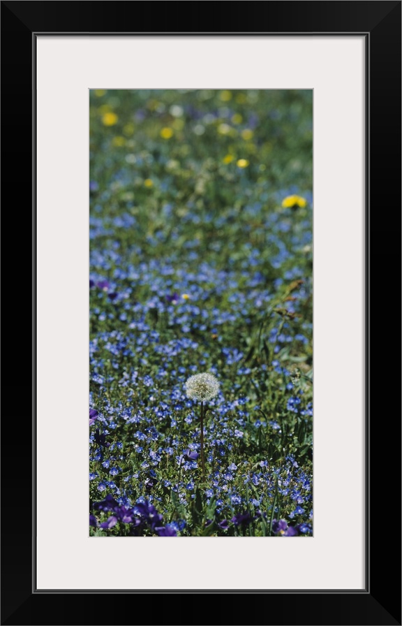 Dandelion flowers in a field, Massif Central, France