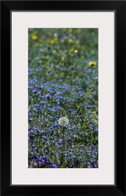 Dandelion flowers in a field, Massif Central, France