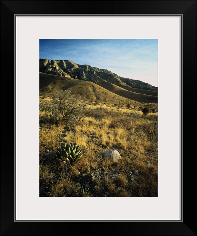 Desert landscape with agave or century plants, Guadalupe Mountains, Guadalupe Mountain National Park, Texas