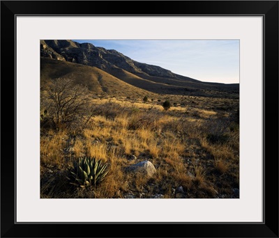 Desert landscape with agave or century plants, Guadalupe Mountains, Guadalupe Mountain National Park, Texas