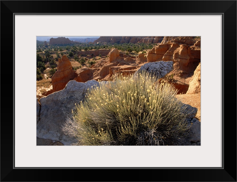 Large landscape photograph of big sandstone rocks surrounded by desert vegetation, a large bush and rock in the foreground...