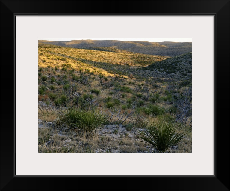 Desert landscape with sotol plants, Walnut Canyon, Carlsbad Caverns National Park, New Mexico