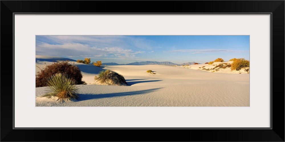 Plants on sand dunes, White Sands National Monument, New Mexico, USA