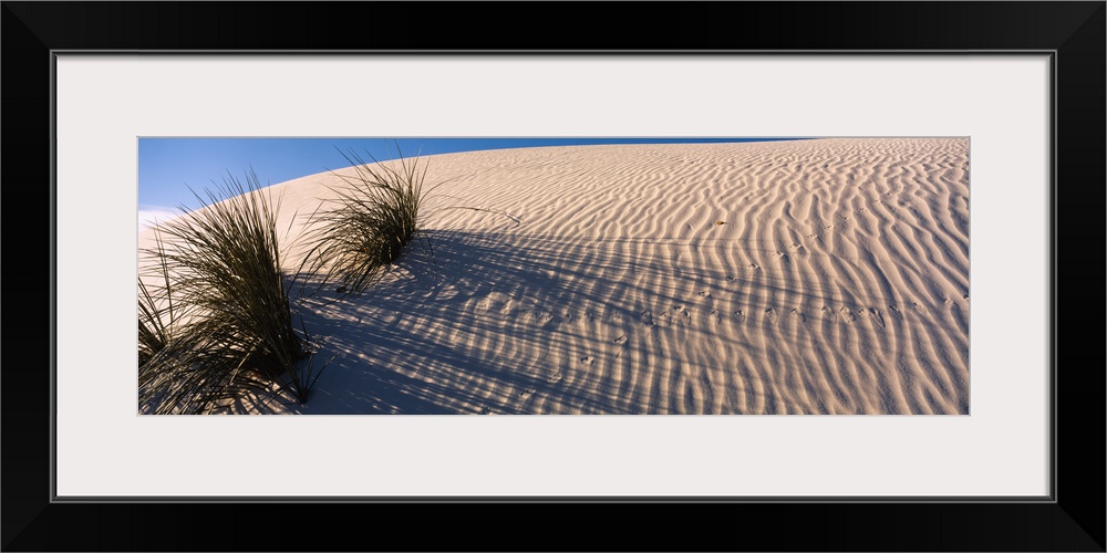 Desert plants in a desert, White Sands National Monument, New Mexico