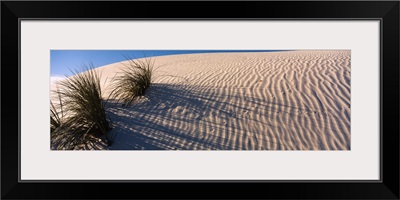 Desert plants in a desert, White Sands National Monument, New Mexico