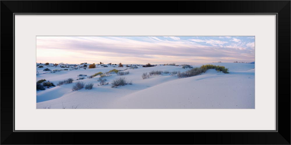 Desert plants on sand dunes, White Sands National Monument, New Mexico