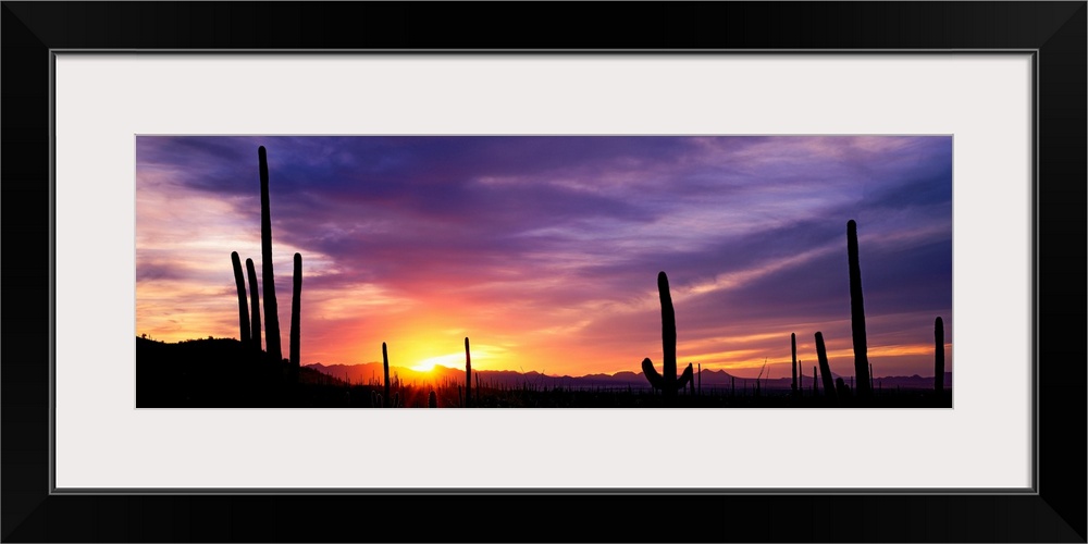 Panoramic photograph shows a bare wilderness filled with the silhouettes of scattered cactus plants.  The vibrant glow of ...