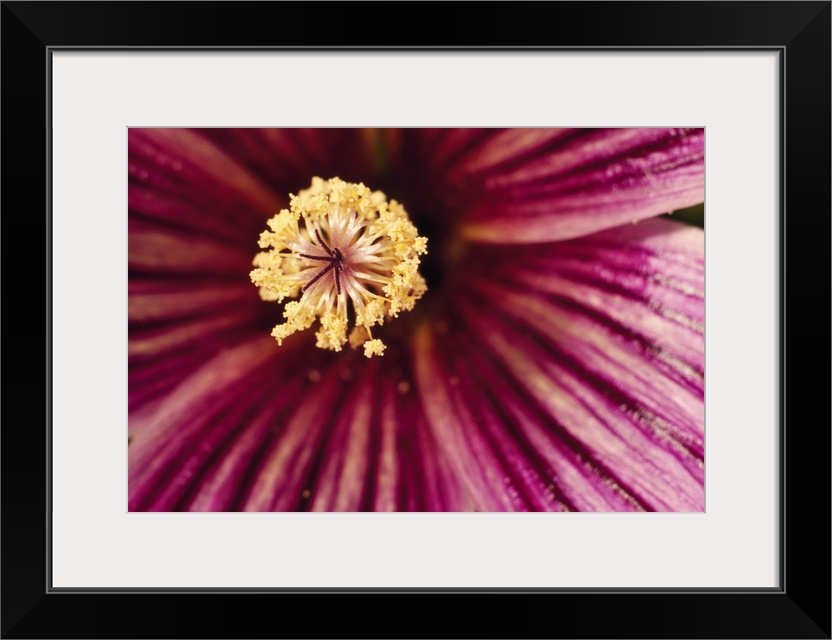 Large canvas print of the up close of the center of a flower.