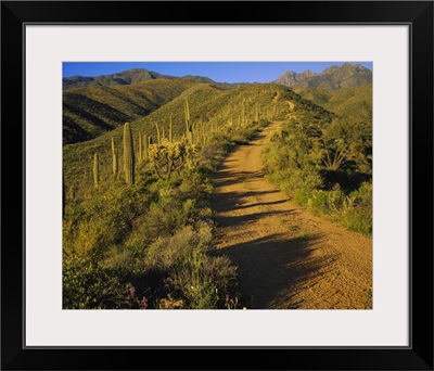 Dirt road leading to a mountain, Tonto National Forest, Maricopa County, Arizona