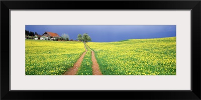 Dirt road passing through a field, Germany