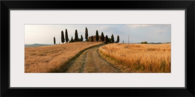 Dirt road passing through a field, Val d'Orcia, Tuscany, Italy