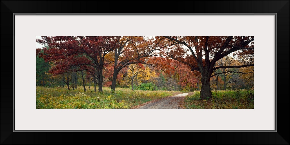 Dirt road passing through a forest