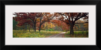 Dirt road passing through a forest