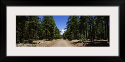 Dirt road passing through a forest, Flagstaff, Arizona