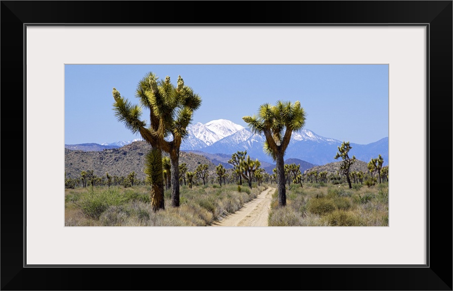 Dirt road passing through a landscape, Queen Valley, Joshua Tree National Monument, California