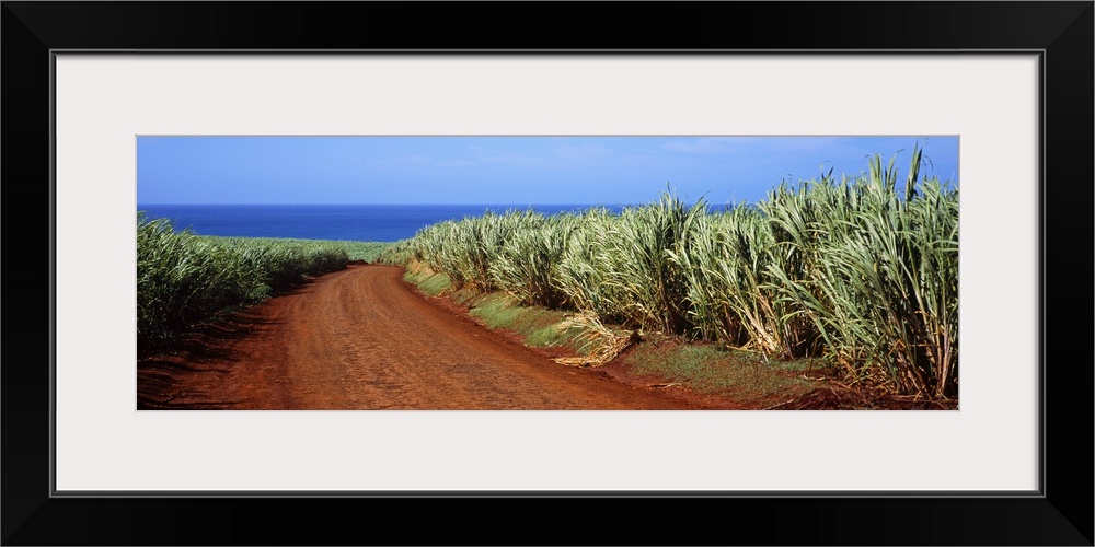 Dirt road passing through a sugar cane field, Kauai, Hawaii