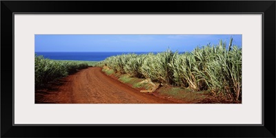 Dirt road passing through a sugar cane field, Kauai, Hawaii