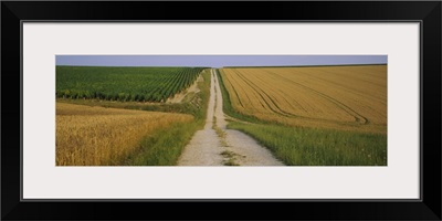 Dirt road passing through a wheat field, Chablis, France