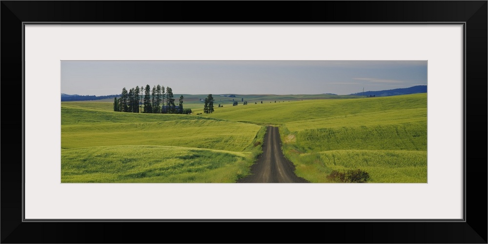 Dirt road passing through a wheat field, Palouse, Washington State