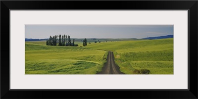 Dirt road passing through a wheat field, Palouse, Washington State