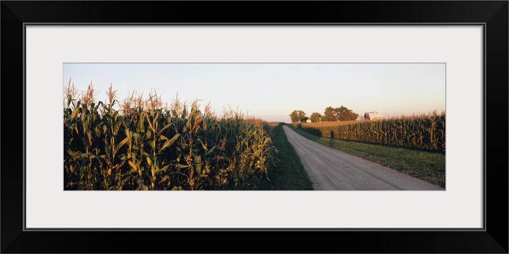 Dirt road passing through fields, Illinois