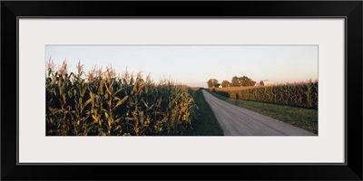 Dirt road passing through fields, Illinois