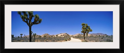 Dirt Road Through Joshua Tree National Park CA