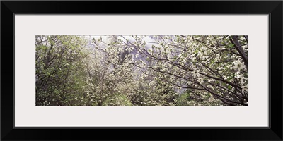 Dogwood trees blooming in a forest, Yosemite National Park, California,