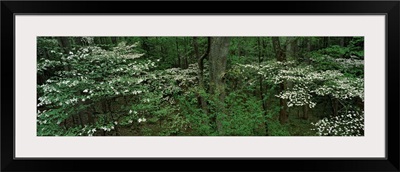 Dogwood Trees in Spring Great Smoky Mtns National Park TN