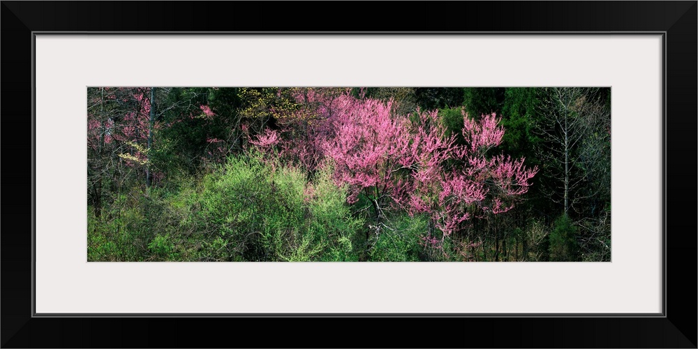 Dogwoods Redbuds KY