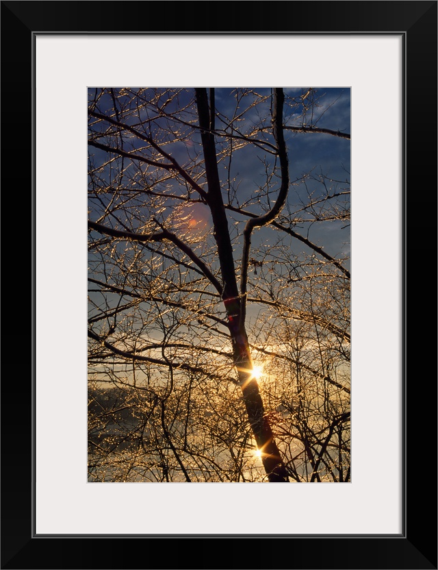 Double sunstar behind frosted tree branches, Maryland