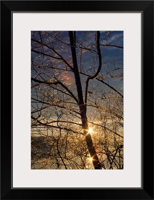 Double sunstar behind frosted tree branches, Maryland