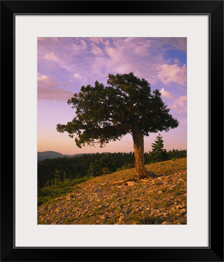 Douglas fir on a landscape, Kaibab Plateau, Salle Mountain Wilderness Area, Kaibab National Forest, Coconino County, Arizona