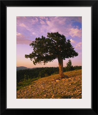 Douglas fir on a landscape, Kaibab Plateau, Salle Mountain Wilderness Area, Kaibab National Forest, Coconino County, Arizona